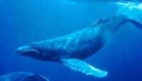 “Синий кит” ўйини шаръан харомдир